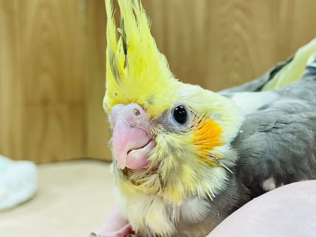 オカメインコ
