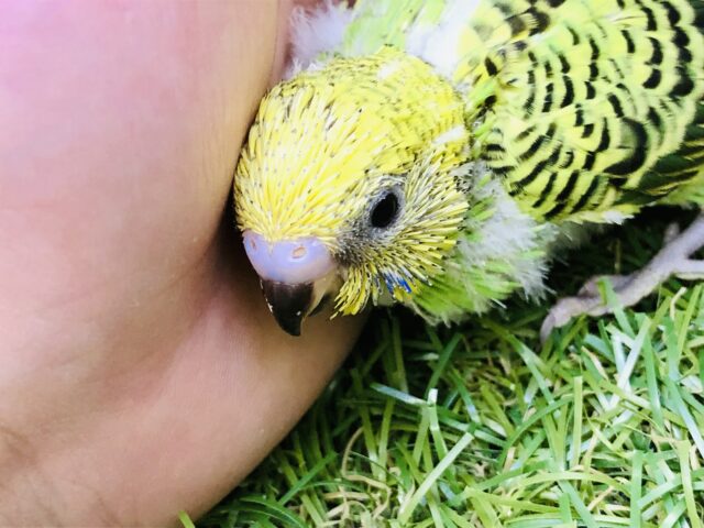 セキセイインコ