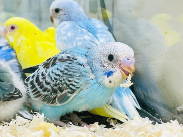 セキセイインコ