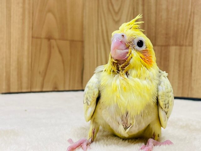 オカメインコ