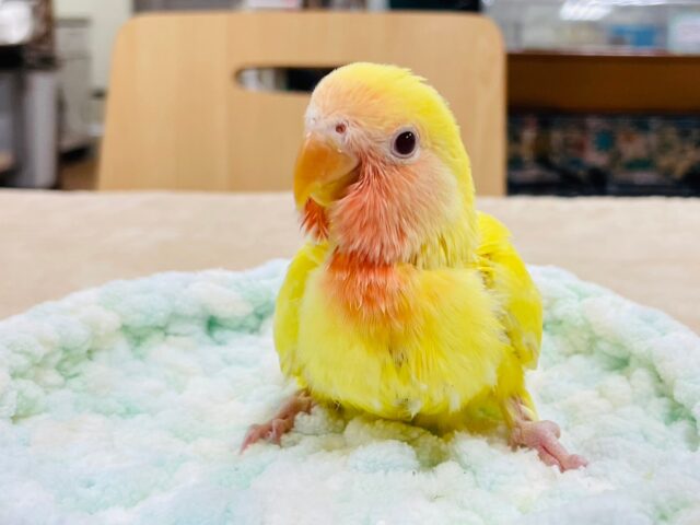 コザクラインコ（小桜インコ）