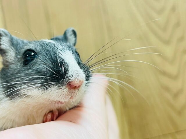 カラージャービル（スナネズミ）