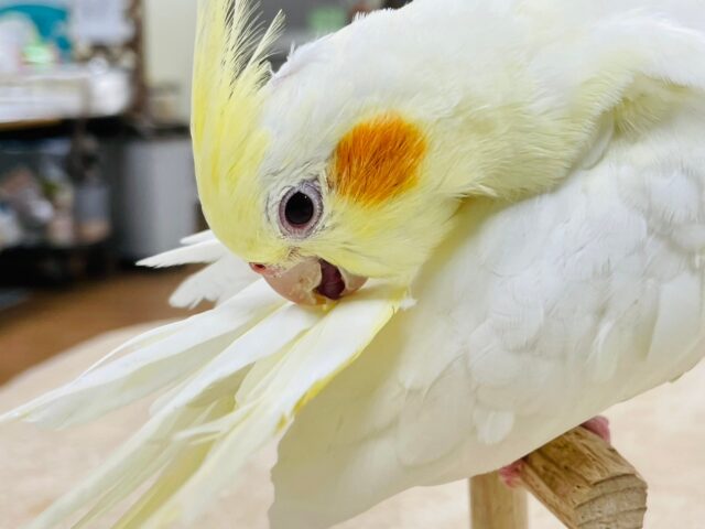 オカメインコ