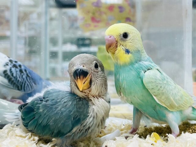 コザクラインコ（小桜インコ）