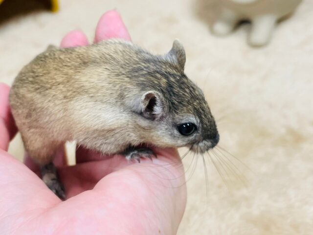 カラージャービル（スナネズミ）