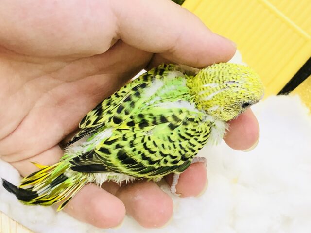 セキセイインコ