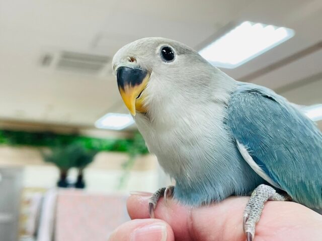 コザクラインコ（小桜インコ）