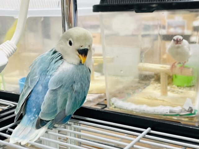 コザクラインコ（小桜インコ）