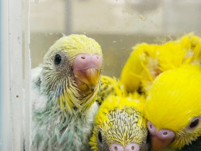 セキセイインコ