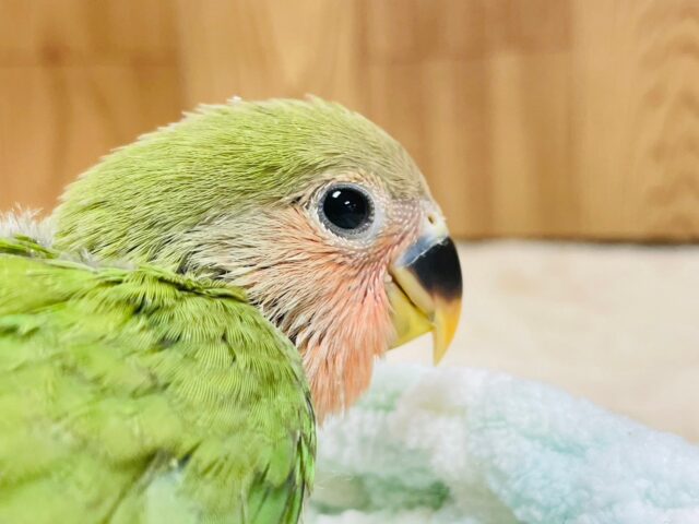 コザクラインコ（小桜インコ）