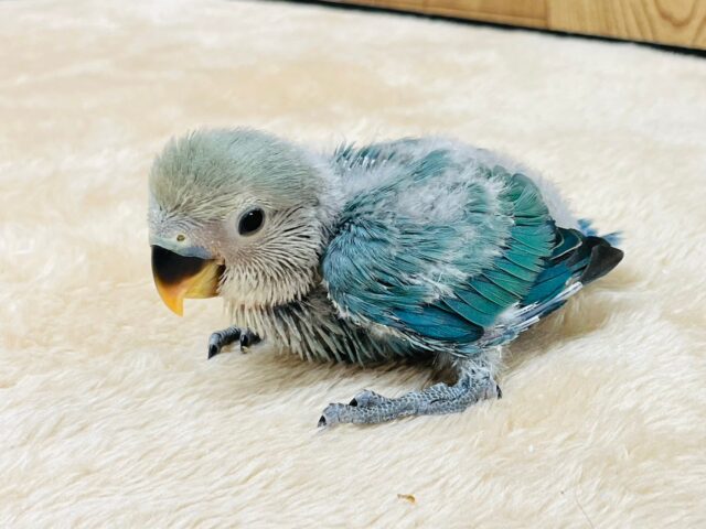 コザクラインコ（小桜インコ）