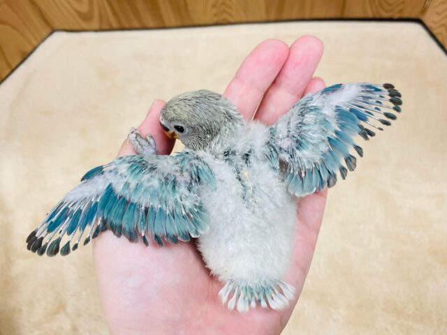 コザクラインコ（小桜インコ）
