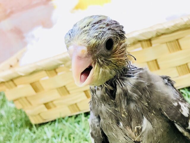 オカメインコ