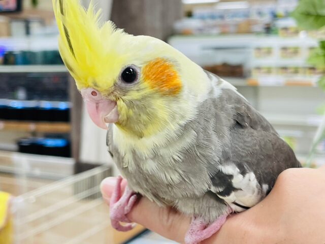 オカメインコ