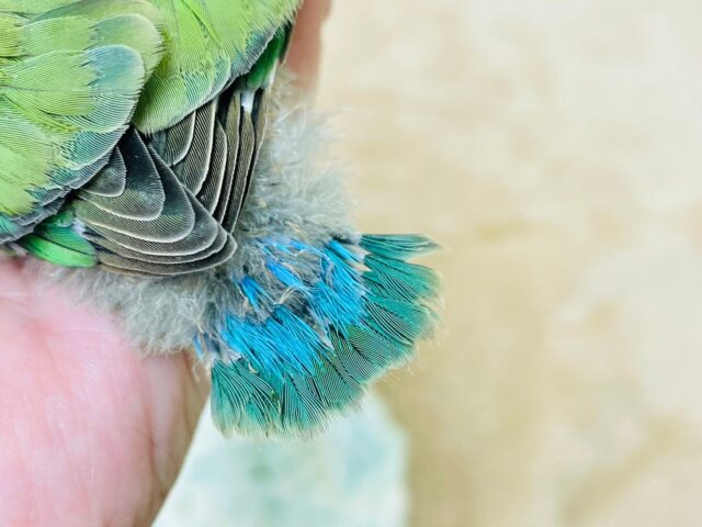 コザクラインコ（小桜インコ）