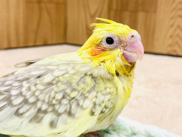 オカメインコ