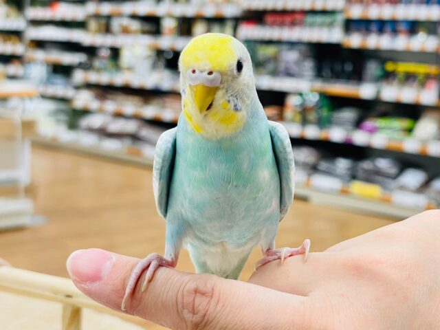 セキセイインコ