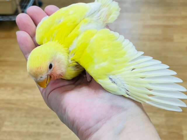 コザクラインコ（小桜インコ）