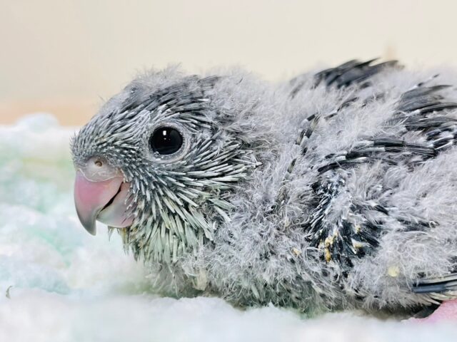 サザナミインコ