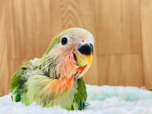 コザクラインコ（小桜インコ）