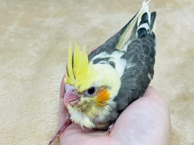 オカメインコ