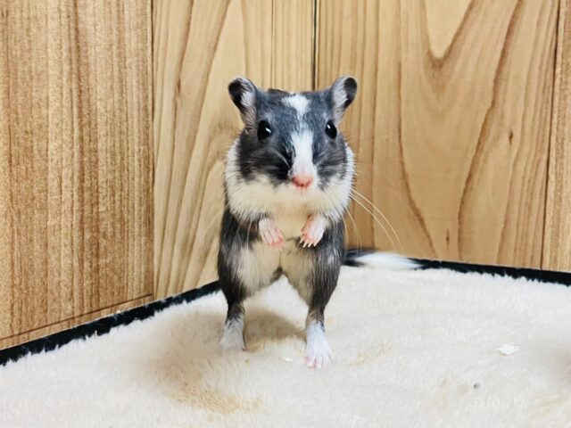 カラージャービル（スナネズミ）