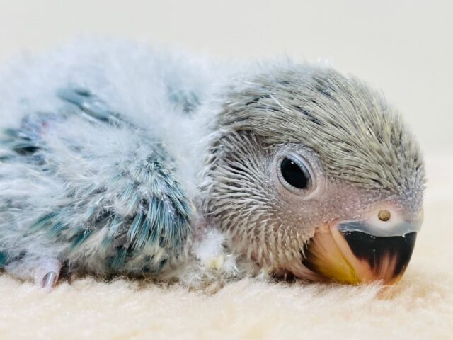 コザクラインコ（小桜インコ）