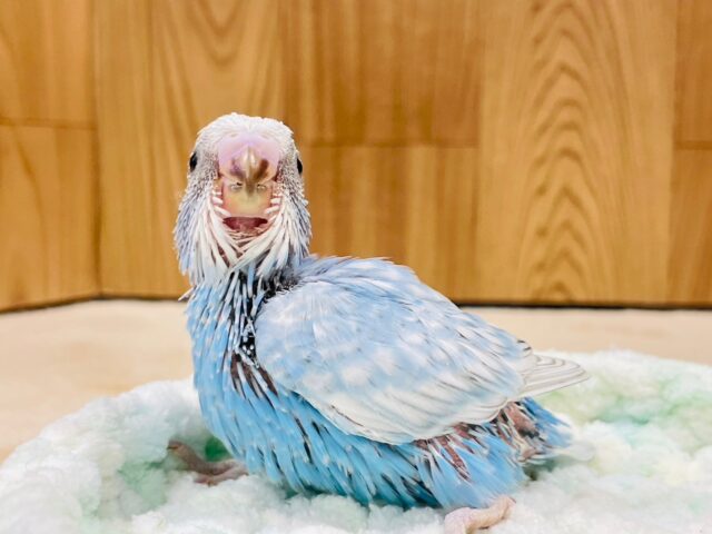 セキセイインコ