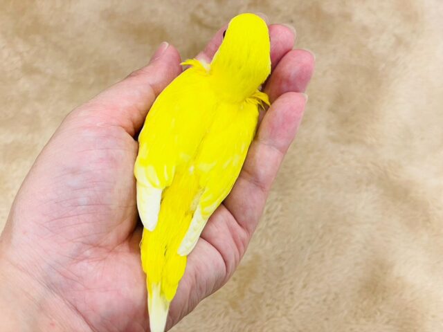 セキセイインコ