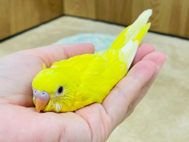 セキセイインコ