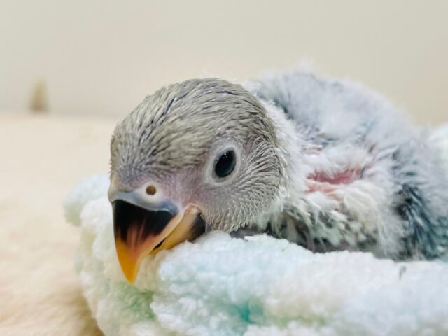 コザクラインコ（小桜インコ）