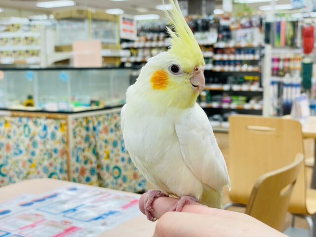 オカメインコ