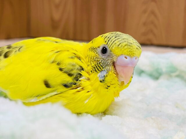 セキセイインコ