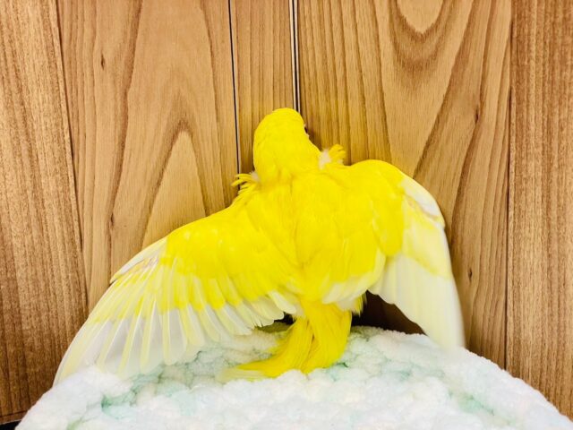 セキセイインコ