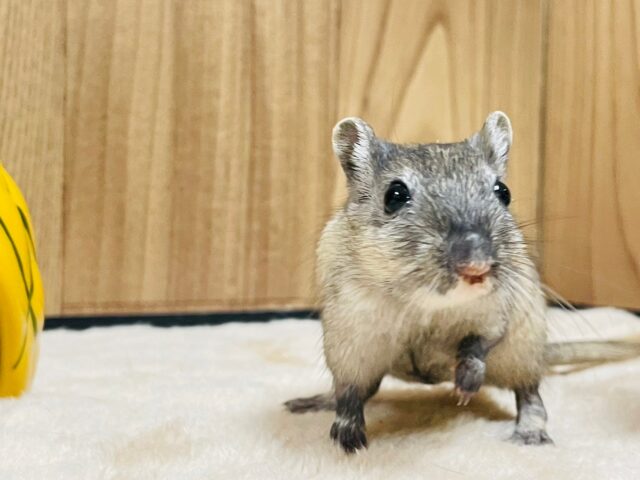 カラージャービル（スナネズミ）