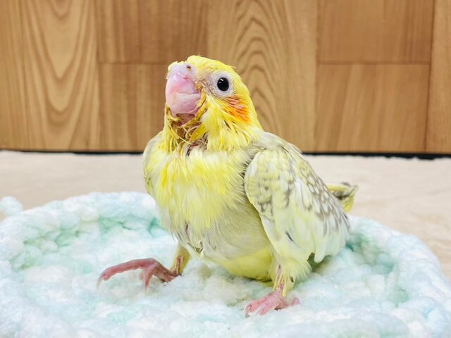 オカメインコ