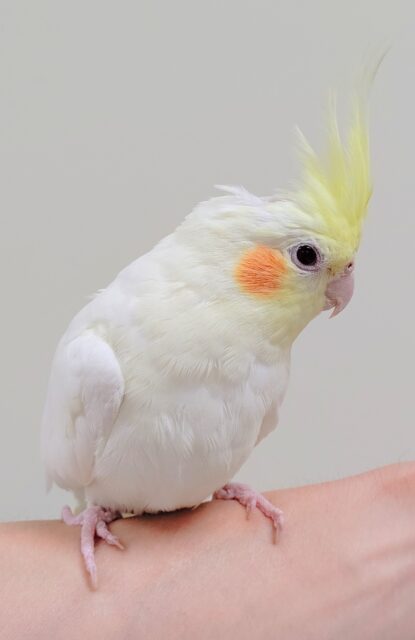 オカメインコ