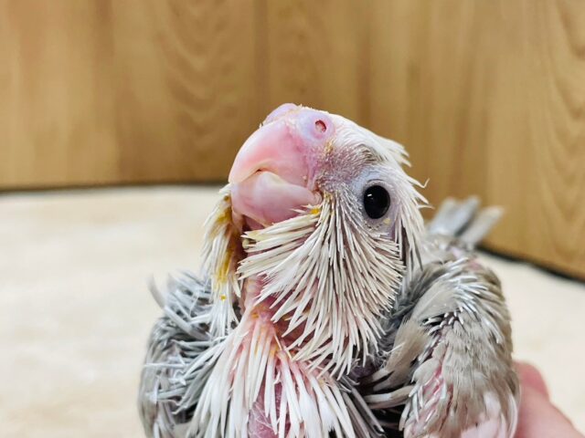 オカメインコ