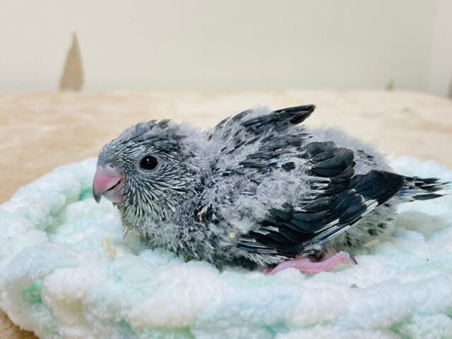 サザナミインコ