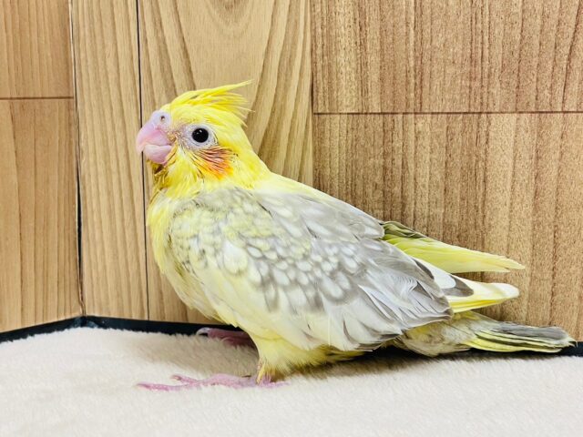 オカメインコ