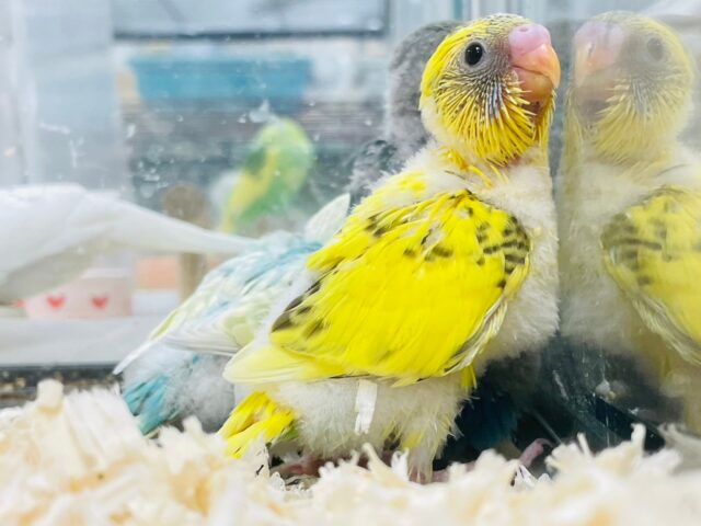 セキセイインコ