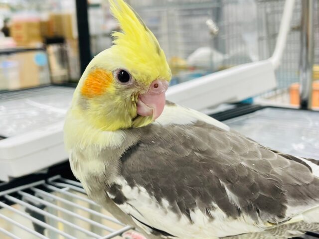 オカメインコ