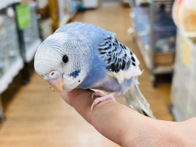 セキセイインコ