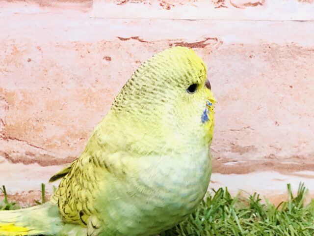 ジャンボセキセイインコ