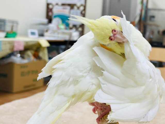 オカメインコ