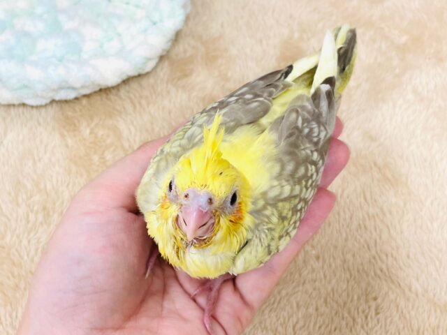 オカメインコ