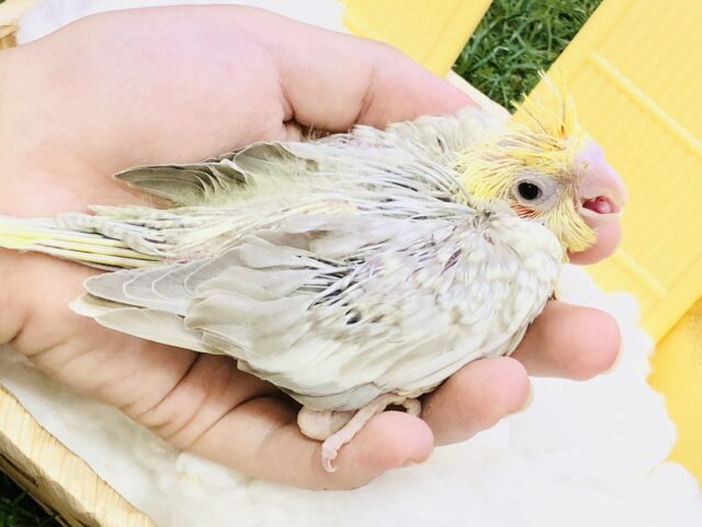 オカメインコ