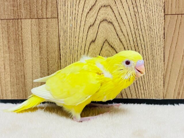 セキセイインコ