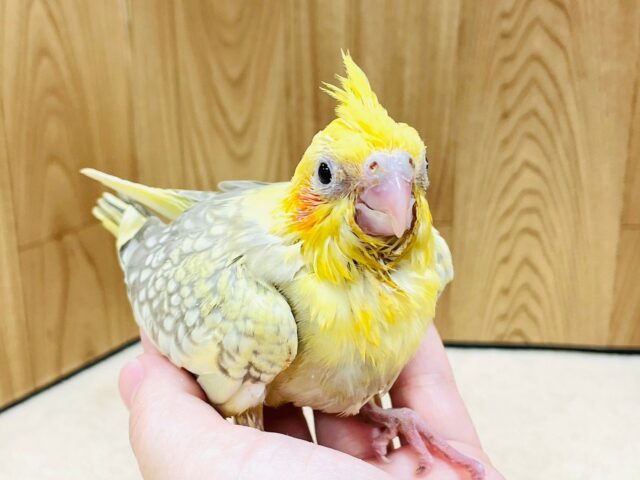 オカメインコ
