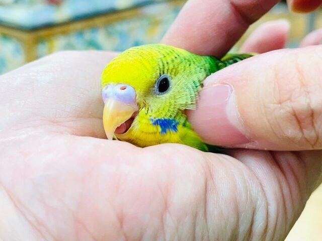 セキセイインコ